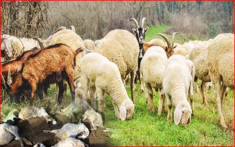 لکھنؤ میں 100 سے زائد بھیڑوں کی پراسرار موت، سی ایم نے تحقیق کے احکامات دیے